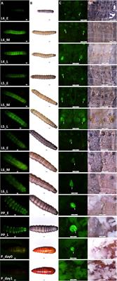 Gene expression in Verson’s glands of the fall armyworm suggests their role in molting and immunity